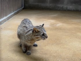 멸종위기 삵·앵무새 새가족으로, 광주 우치동물원
