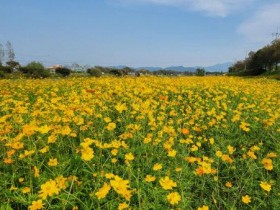 진천군 도심, 5만㎡ 코스모스와 가을꽃 만개