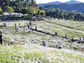[로컬여행] 정읍 구절초꽃축제, 셔틀버스부터 가수 공연까지 한눈에