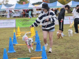 탄금공원서… '2025 충주 댕냥이 명랑운동회' 25일 개최