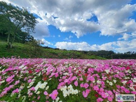 초대가수 공연·푸드트럭 ‘풍성’…2025 화순 고인돌 가을꽃 축제 17일 개막