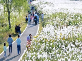 광주 영산강변, 제10회 서창억새축제…16일 ‘노을 개막식’
