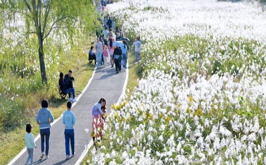 은빛 억새밭서 휴식왕·노을 사진·반려견 산책…광주서창억새축제 15일 개막