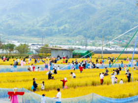성주군 ‘2025 가야산 황금들녘 메뚜기축제’ 오는 18~19일 개최