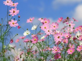 곡성군 제25회 석곡 코스모스 음악회, 17~19일