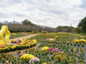 국화 대군락꽃밭,포토존 등…인천 ‘드림파크 국화축제’ 개최