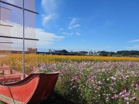 이달말까지 볼수 있는곳!! 코스모스·황포돛배 어우러진 '이색 포토존'