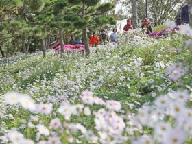 임실 옥정호 붕어섬, 임실치즈테마파크…가을꽃 향기 물씬