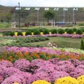 ‘2025 고창 꽃정원 행사', 31일 개최…국화, 백일홍, 코스모스 등