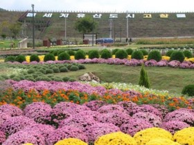 ‘2025 고창 꽃정원 행사', 31일 개최…국화, 백일홍, 코스모스 등
