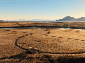 황금빛 갈대의 향연, 제26회 순천만 갈대축제 개최