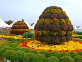 제15회 부안가을愛 국화전시회, 해뜰마루 정원서 열려