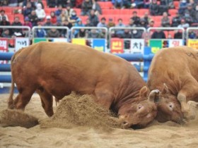 전국의 싸움소들의 불꽃 튀는 승부…2025 청도소싸움축제 개최