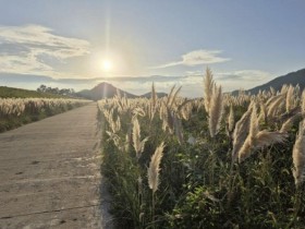 신안 장산도 화이트정원, 가을을 물들이는 '팜파스그라스의 향연'