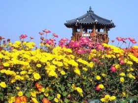 [로컬여행] 제25회 서산국화축제, 박서진과 함께 가을 국화의 향연 열린다