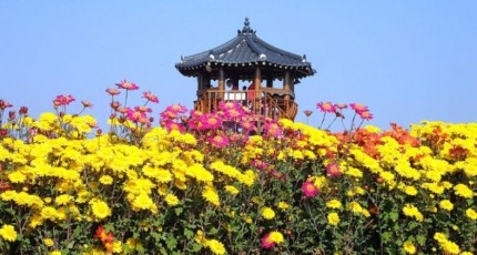 [로컬여행] 제25회 서산국화축제, 박서진과 함께 가을 국화의 향연 열린다