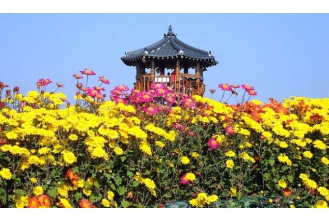 [로컬여행] 제25회 서산국화축제, 박서진과 함께 가을 국화의 향연 열린다