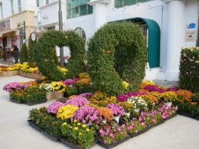 아산시 국화전시회 개막…5천여점 국화작품 전시