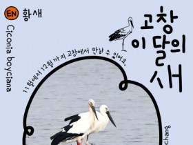 고창갯벌 11월 이달의 새는 멸종위기종 '황새'