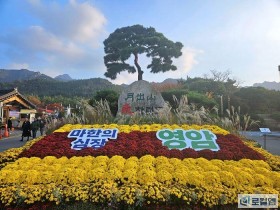 [로컬여행] 영암 월출산국화축제 16일까지...20만점 국화 전시
