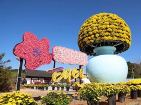 태안국화축제, 12일까지 연장 운영…먹거리·체험·판매부스 9일까지