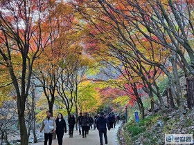 [로컬여행] 순창가볼만한곳 강천산, 붉게 물든 단풍길 산책 코스 소개