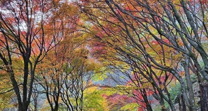 [로컬여행] 순창가볼만한곳 강천산, 붉게 물든 단풍길 산책 코스 소개