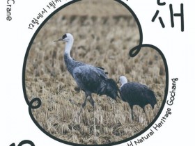 고창군, 12월 고창갯벌 이달의 새 멸종위기종 '흑두루미' 선정