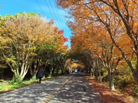 ‘한국의 마지막 단풍’ 청산도, 관광객 발길 이어져