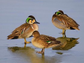 서천군조류생태전시관, 겨울철새의 비밀 담은 기획사진전 개막