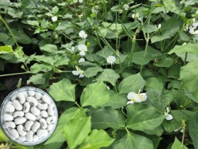 전남농기원, 국내 첫 흰색 동부 ‘미당’ 개발…기계수확·수량성 높여