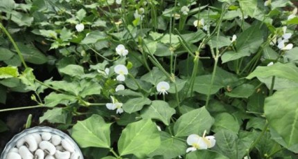 전남농기원, 국내 첫 흰색 동부 ‘미당’ 개발…기계수확·수량성 높여