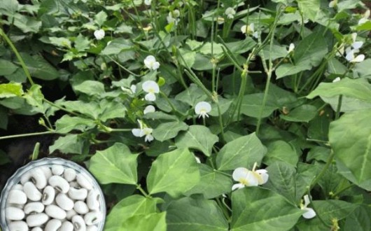 전남농기원, 국내 첫 흰색 동부 ‘미당’ 개발…기계수확·수량성 높여