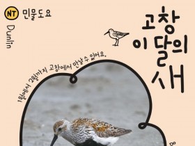 '고창갯벌 이달의 새'로 1월 '민물도요' 선정