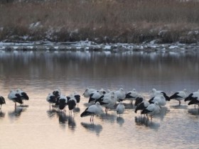 고창 해리천, '황새들 겨울집' 되다…역대 최대 80여 마리 월동 확인