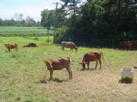 전남도, 2026 축산농가 경영 안정 등에 2472억 투입