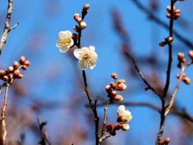 봄이 가장 먼저 온다…광양 소학정 매화 전국 첫 개화
