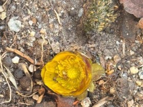 한겨울, 노란 '복수초' 개화…순천만국가정원서 활짝