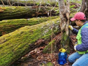 전남, 천연 이온음료 고로쇠 수액 채취 본격화