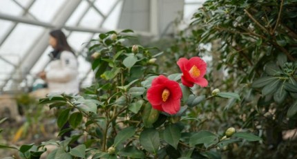 눈 속의 붉은 향기, 국립세종수목원 동백꽃 전시 개막