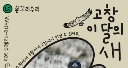 고창갯벌 2월 이달의 새, 천연기념물 '흰꼬리수리' 선정