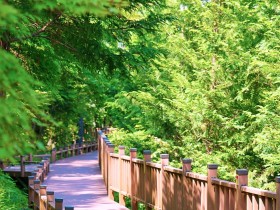 [로컬여행]보성 제암산자연휴양림, 사계절 웰니스 관광지로 주목받는 이유?