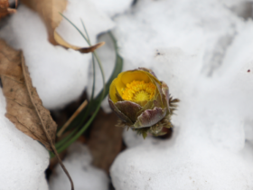 ‘이상 기온’ 속 홍릉 숲 복수초 개화…평년보다 2주 빨라진 봄