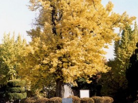 고려 충신 살려낸 900년 은행나무, 청주 압각수 천연기념물 된다