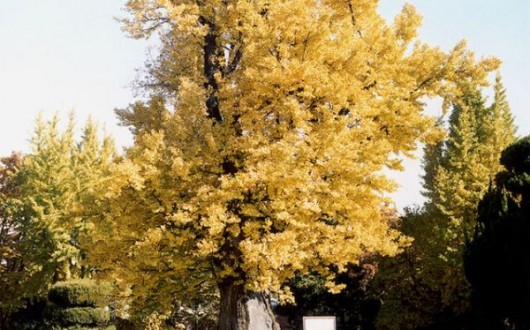 고려 충신 살려낸 900년 은행나무, 청주 압각수 천연기념물 된다
