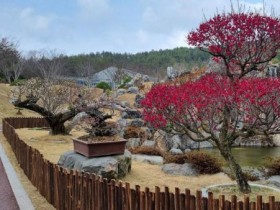 봄이 먼저 피어나는곳, 신안 1004섬 분재정원 매화 특별전