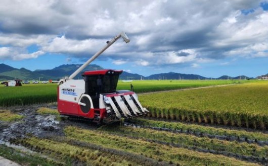 수급조절용 벼재배 농가모집…전남도 ㏊당 50만원 추가 지급