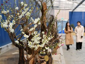 한발 먼저 만나는 '매화 봄꽃 여행', 봄을 앞당긴 여행지 두 곳은?