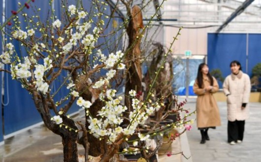 한발 먼저 만나는 '매화 봄꽃 여행', 봄을 앞당긴 여행지 두 곳은?
