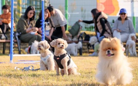 반려견과 떠나는 캠핑 명소? 임실 오수의견캠핑장